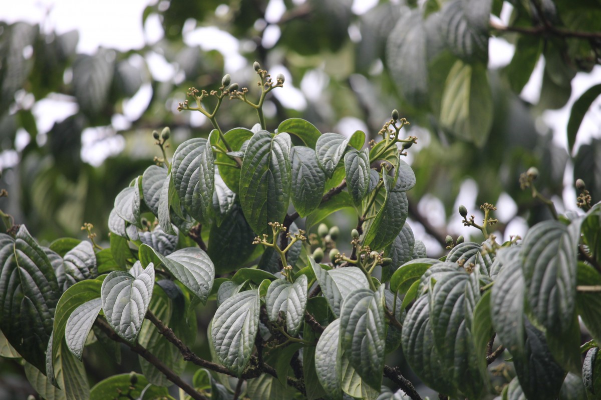 Mappia nimmoniana (J.Graham) Byng & Stull